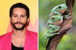 On the left, Dylan O'Brien, and on the right, some frogs in a tree