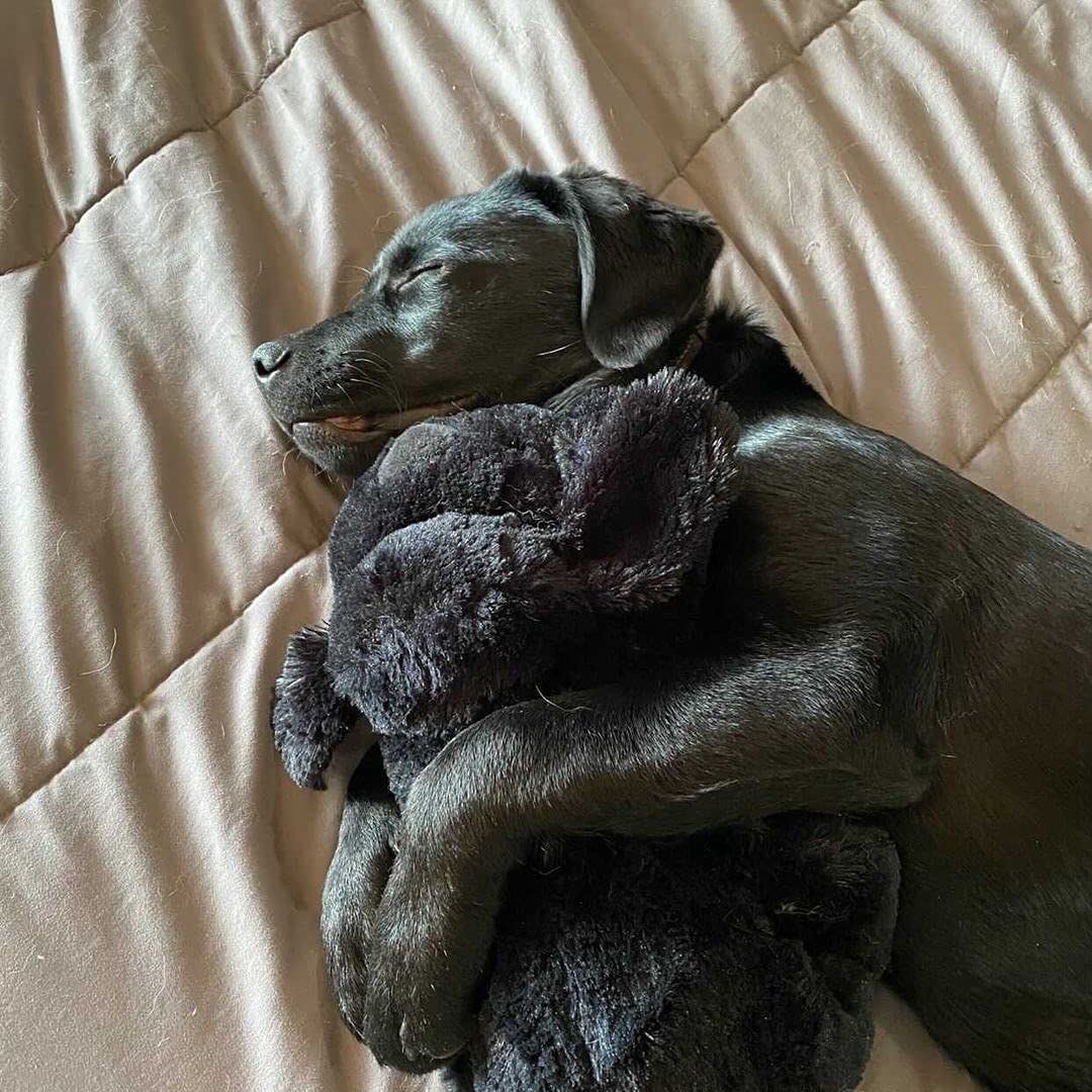 A puppy snuggling with the stuffed Snuggle Puppy