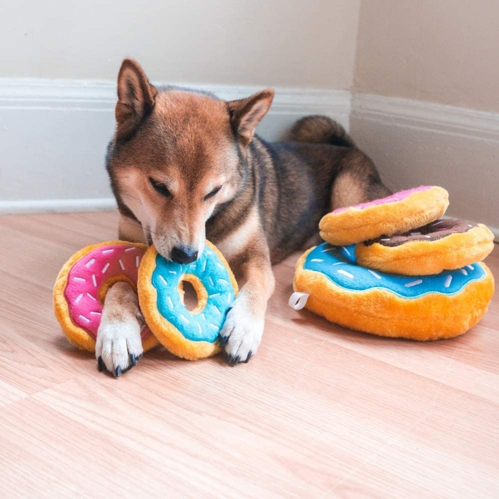 A dog with several donut toys