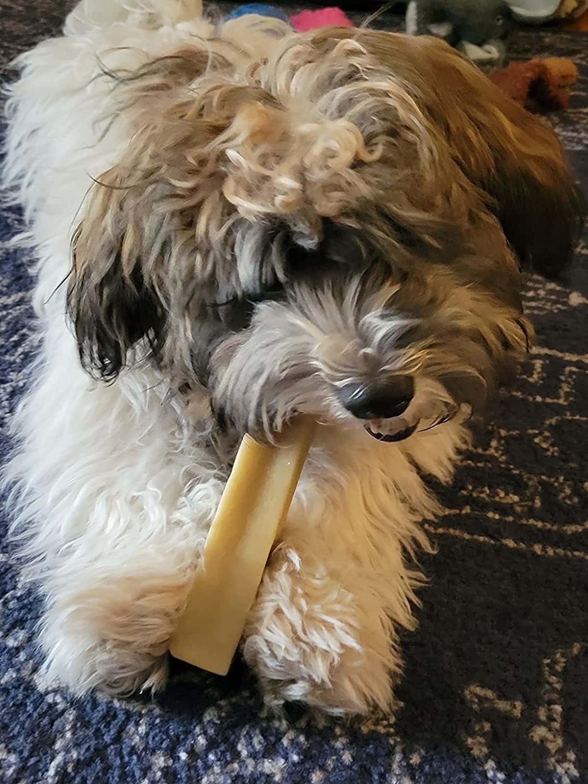 Reviewer&#x27;s dog chewing on the cheese chew