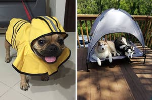 Side by side of Frenchie in a yellow rain jacket with a hood and two huskies sharing a dog bed with a canopy outside