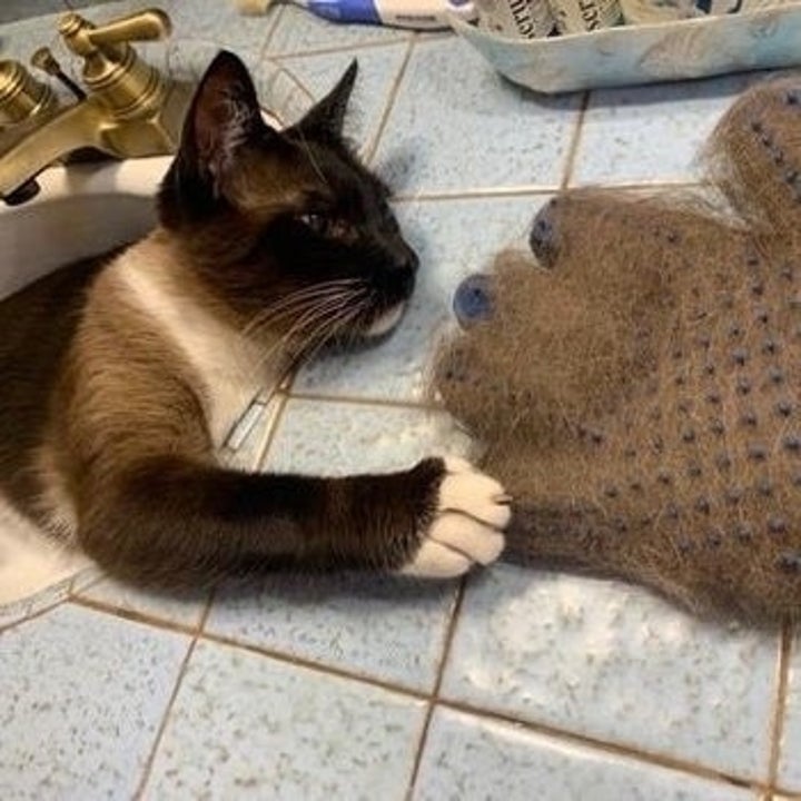 cat next to glove absolutely full of fur