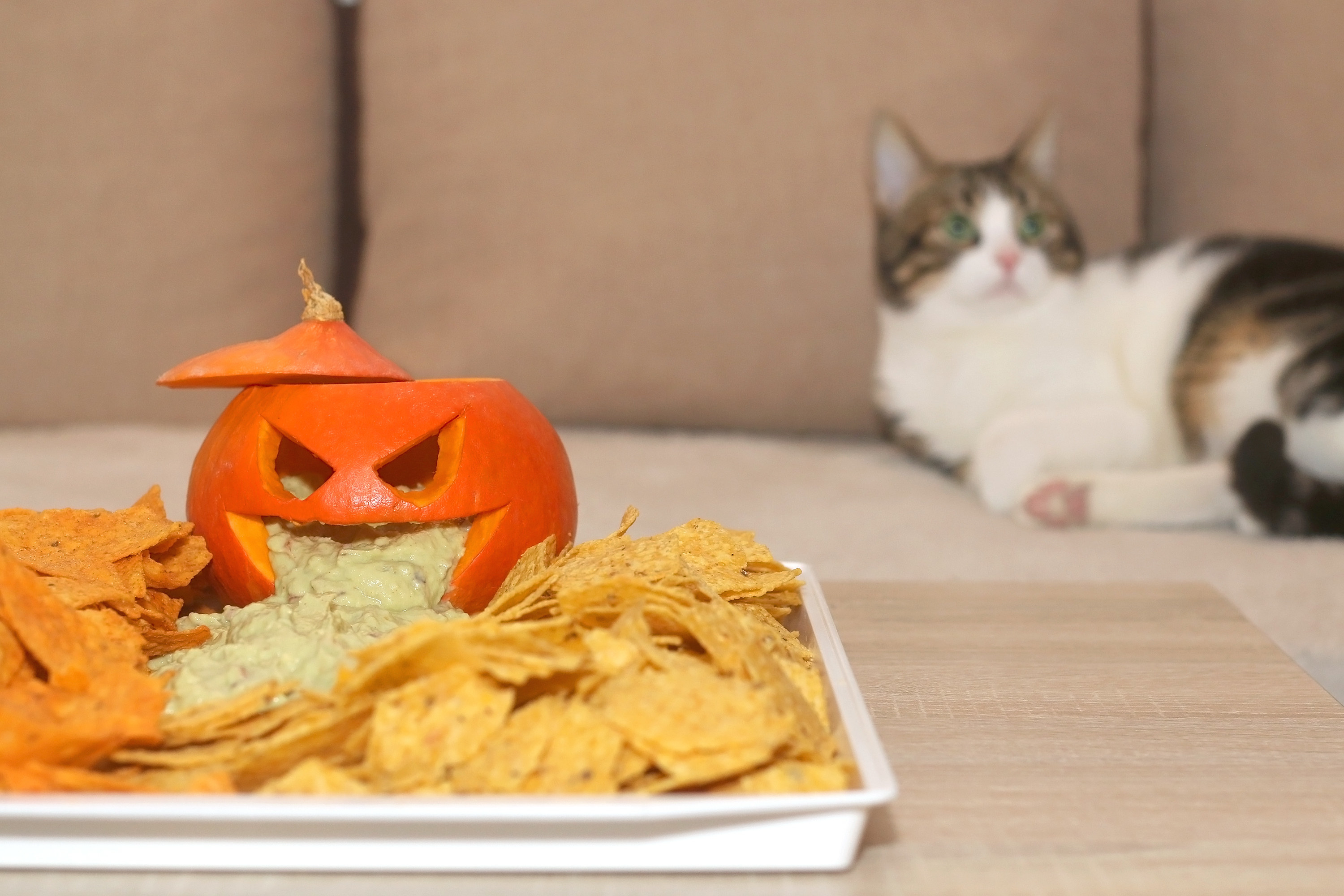 A cat lying next to a food plate of chips and dip