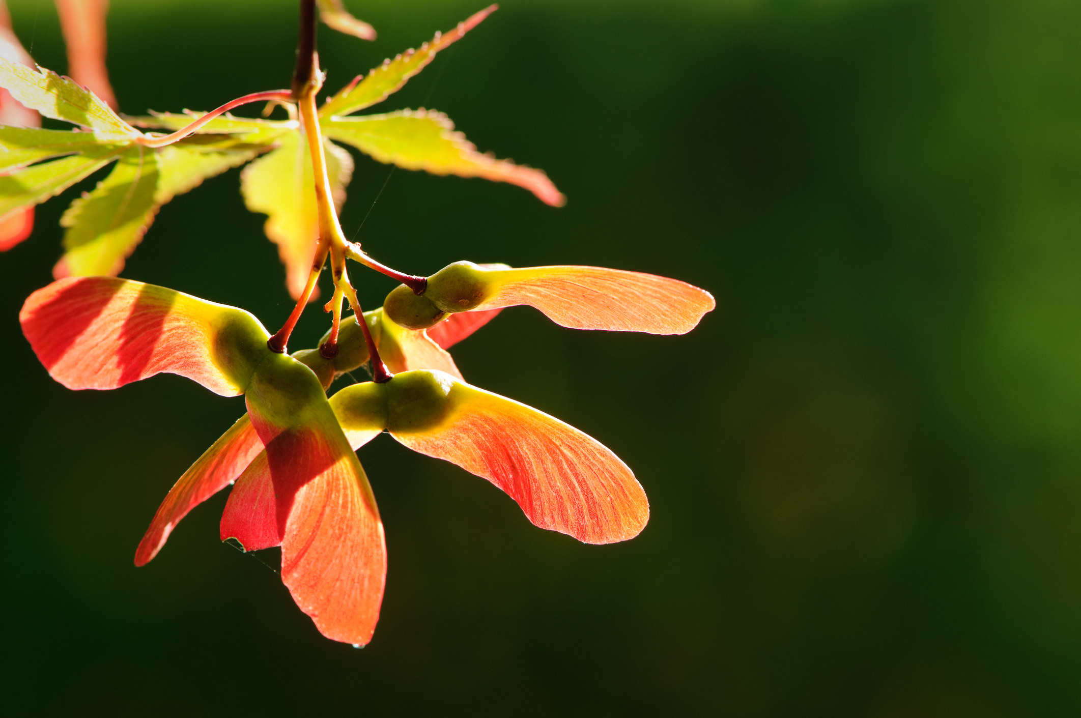 Close-up of back-lit red maple seeds