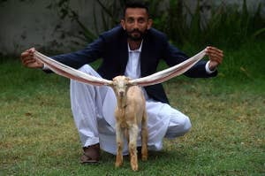 A man in a blazer stretches out the ridiculously long ears of Simba, a kid goat who lives in Karachi, Pakistan