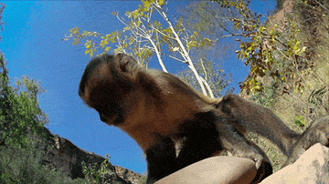 Monkey using a rock to smash a coconut