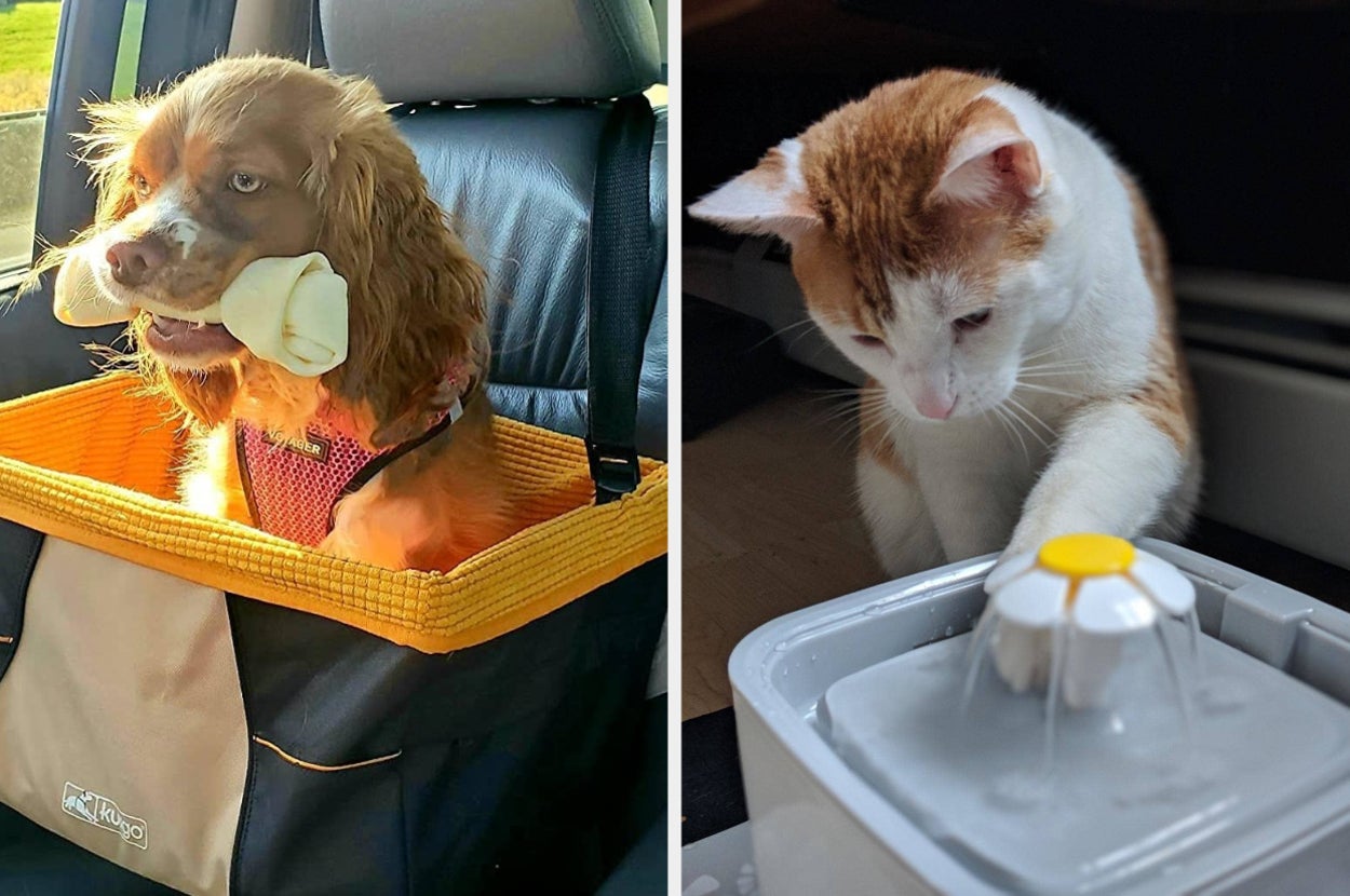 A split thumbnail of a dog and a cat