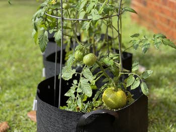 Reviewer's herb plants are shown