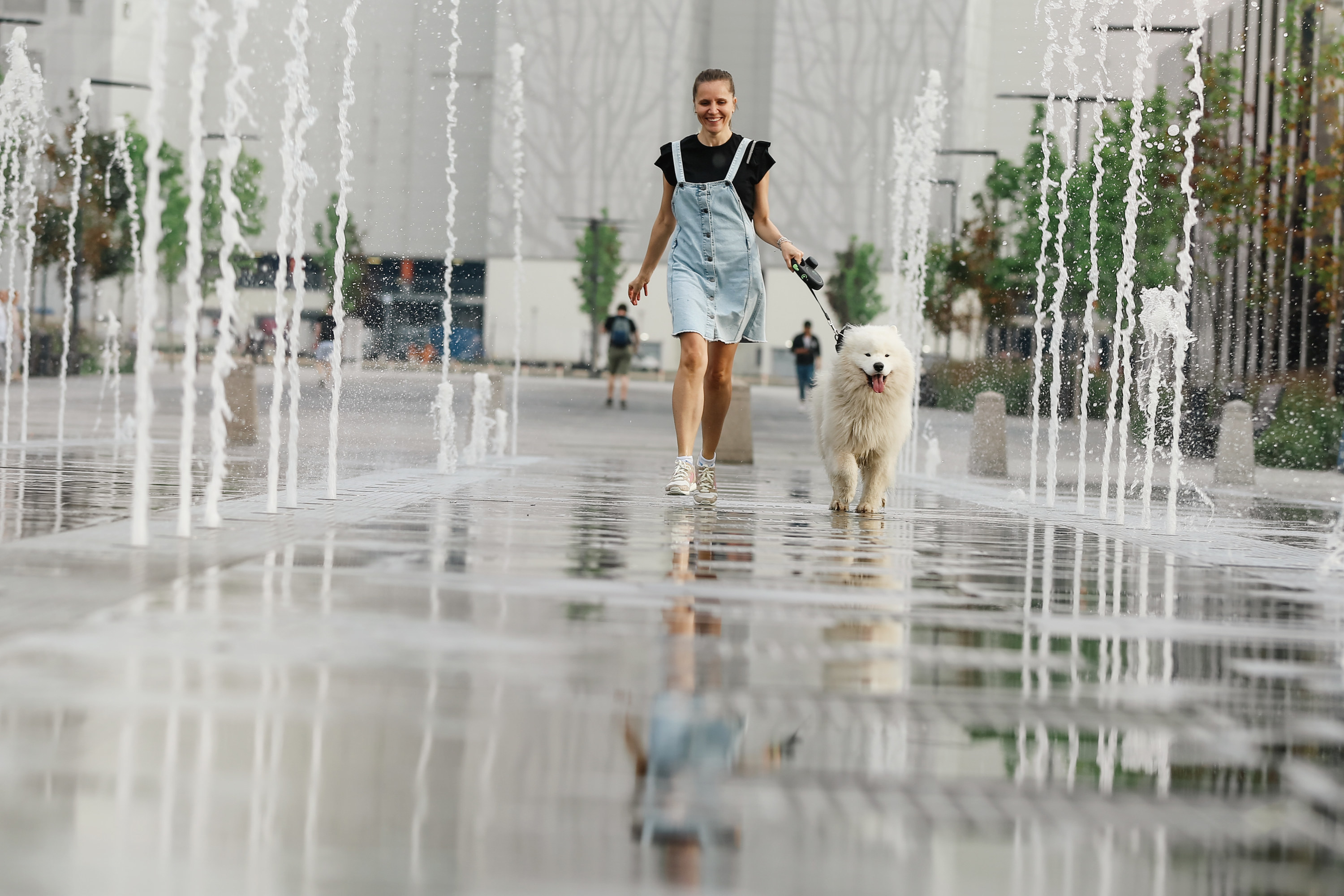 Confidence Woman In Denim Clothes With Cute Young Samoyed Dog Running Through The Fountain Area Against Blurred Cityscape Background. Real People, Ambient Light, Copy Space