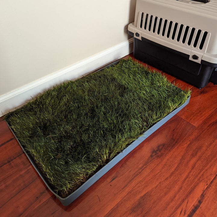 We Reviewed DoggieLawn, The Grass Potty For Your Pup