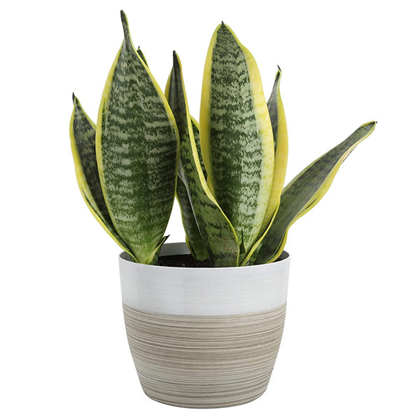 An image of a Snake Plant
