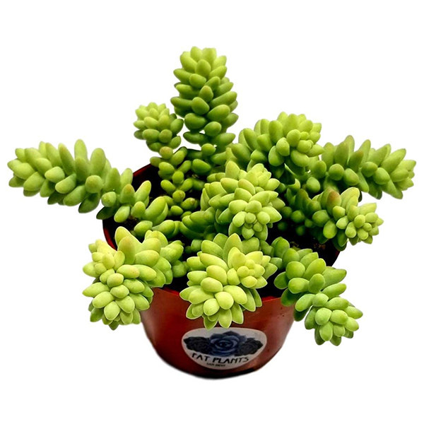 An image of a Donkey Tail Succulent