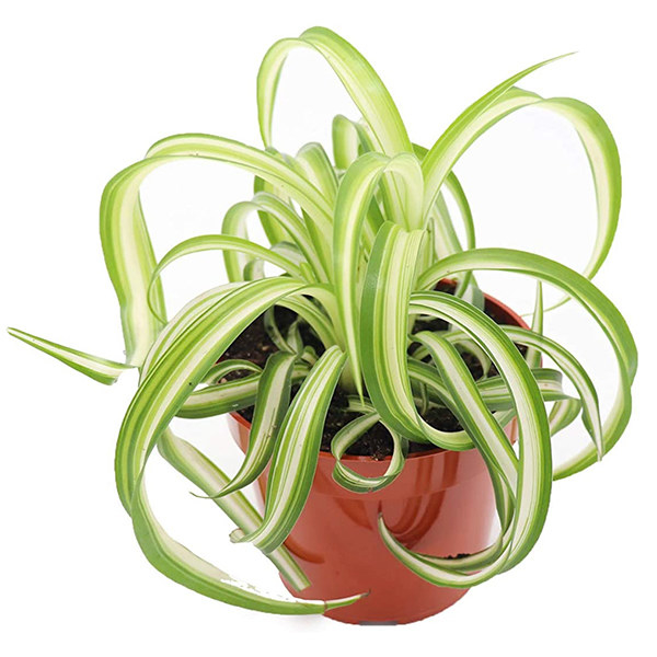 An image of a Curly Spider Plant