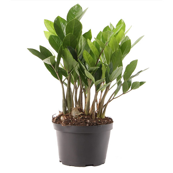 An image of a ZZ Plant