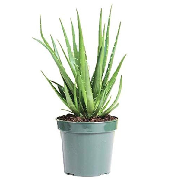 An image of a Hedgehog Aloe Plant
