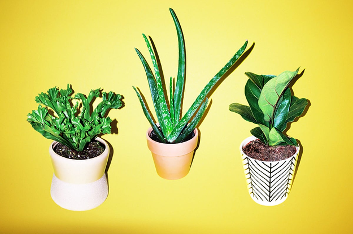 best indoor plants for aspiring plant parents