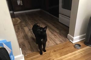 A cat in the kitchen looking everywhere 