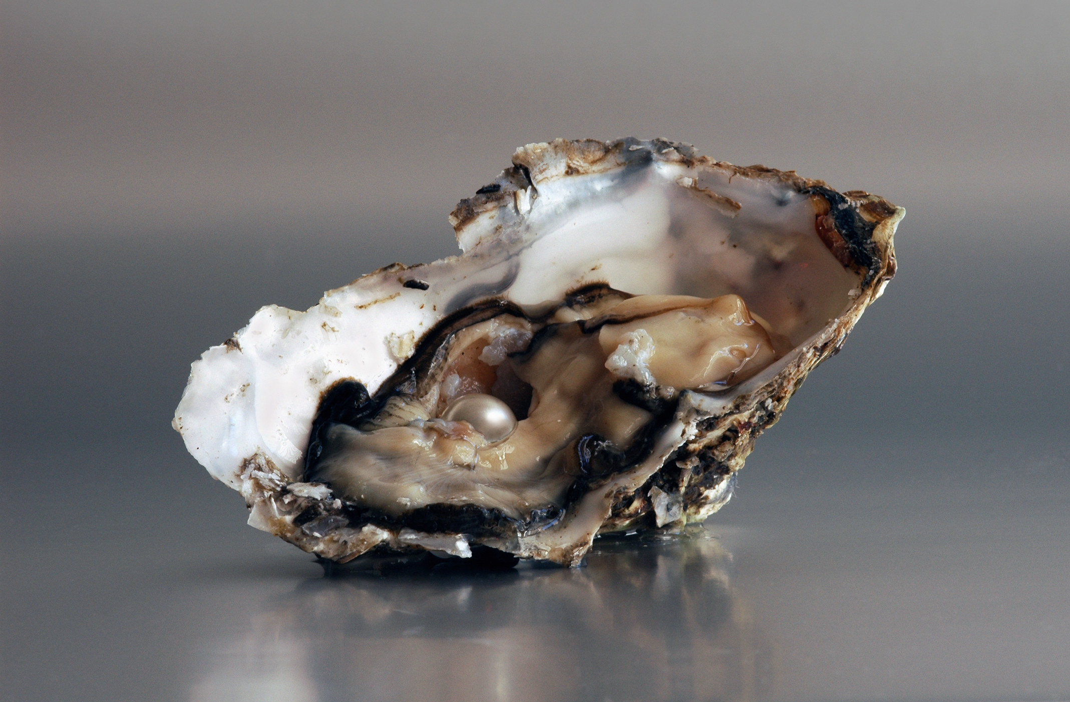 A pearl in an oyster