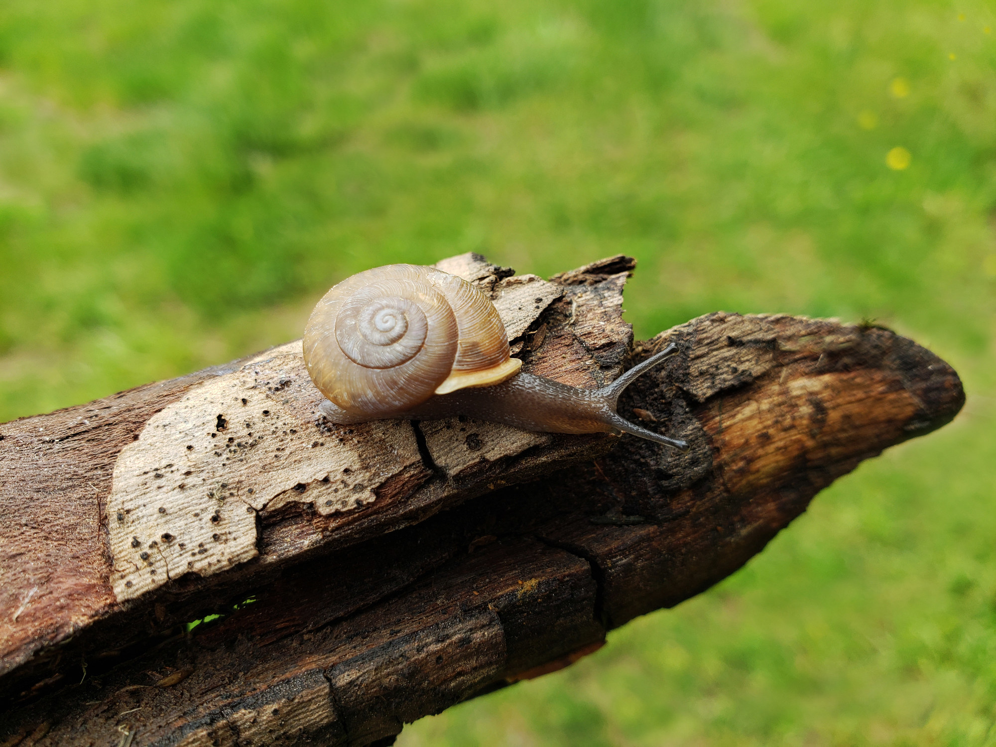 A snail on a log