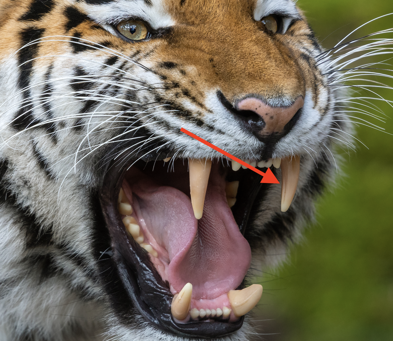 A tiger showing its teeth
