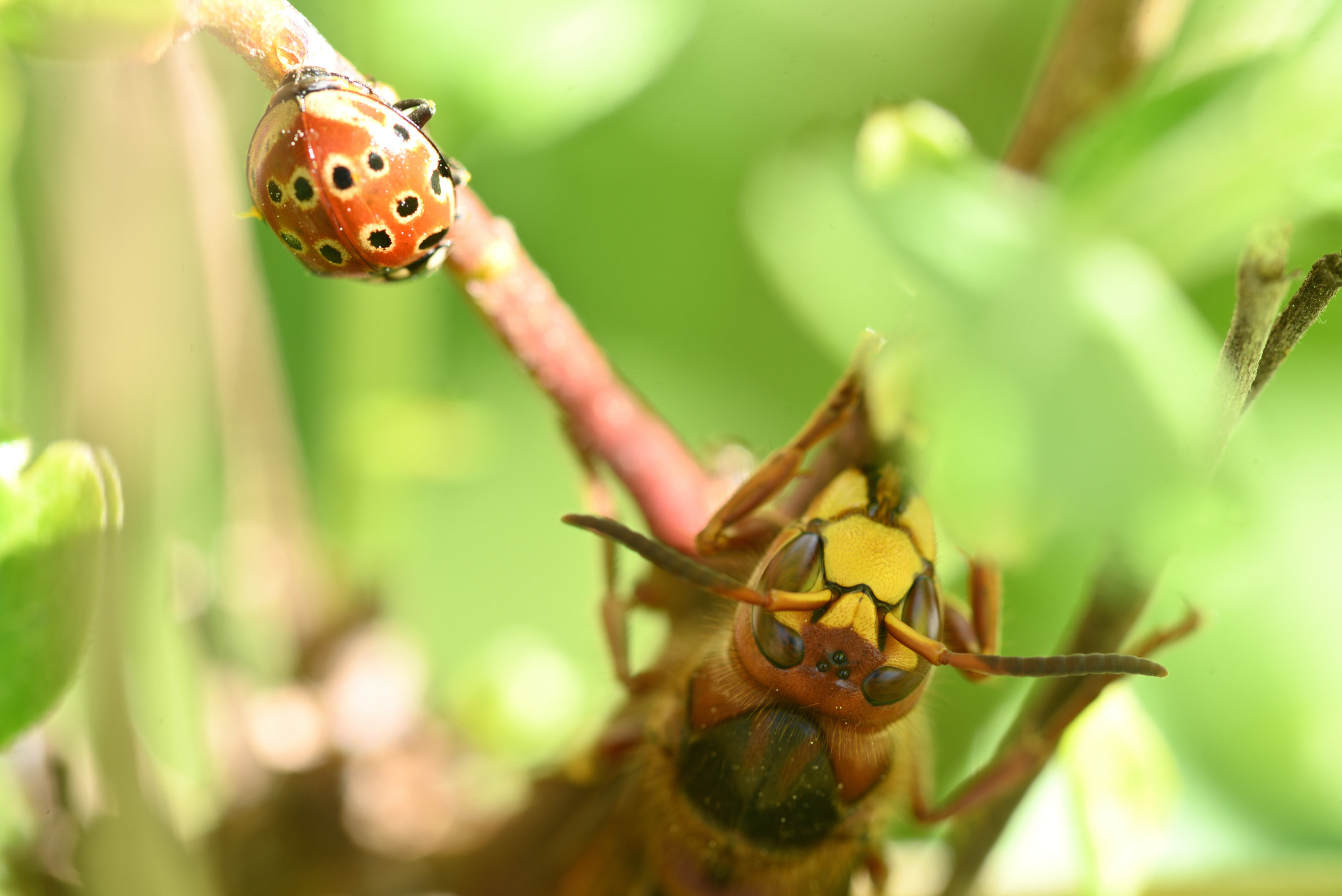A wasp and a ladybug