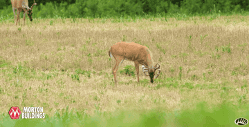 A white-tailed deer