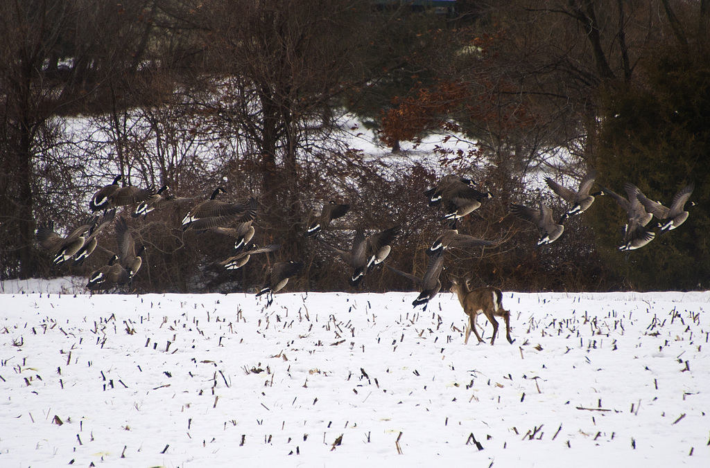 A white-tailed deer chasing birds