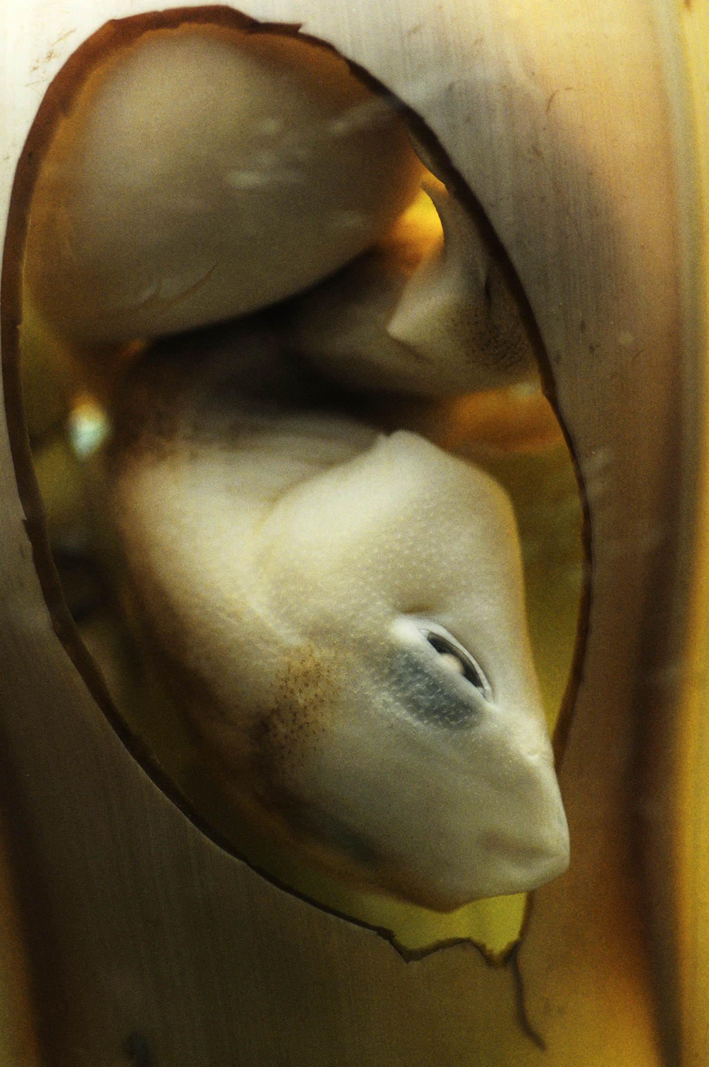 A sand shark embryo