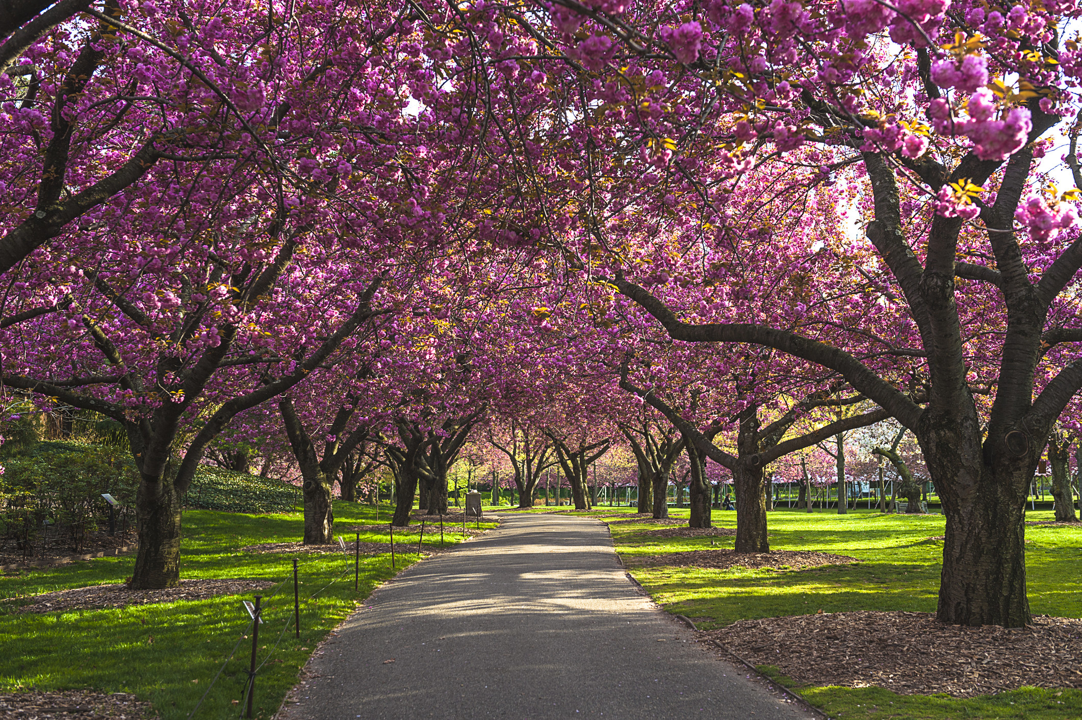 Cherry Blossom Trees in a park