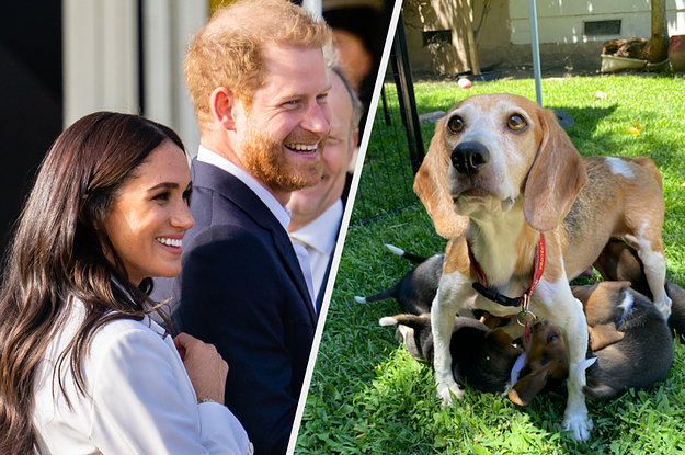 Prince Harry And Meghan Markle Considered Which Dog Was Most In Need When They A..