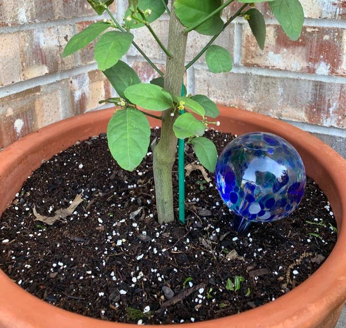 Reviewer image of blue watering globe in a potted plant