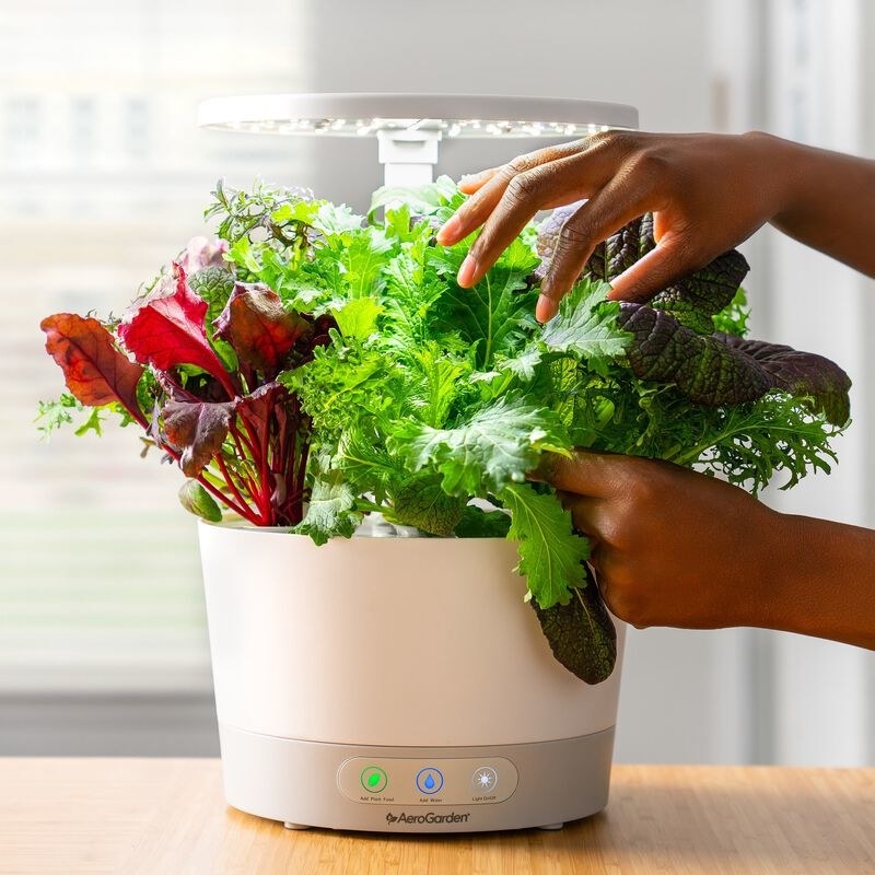someone picking herbs from the AeroGarden