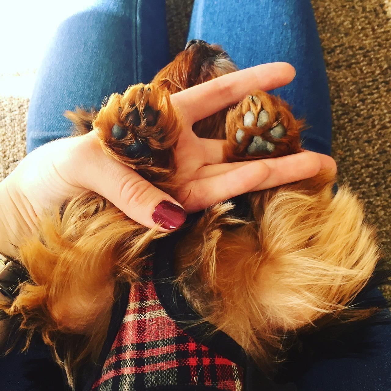 a reviewer photo showing their dog&#x27;s feet, one with the butter applied and one without
