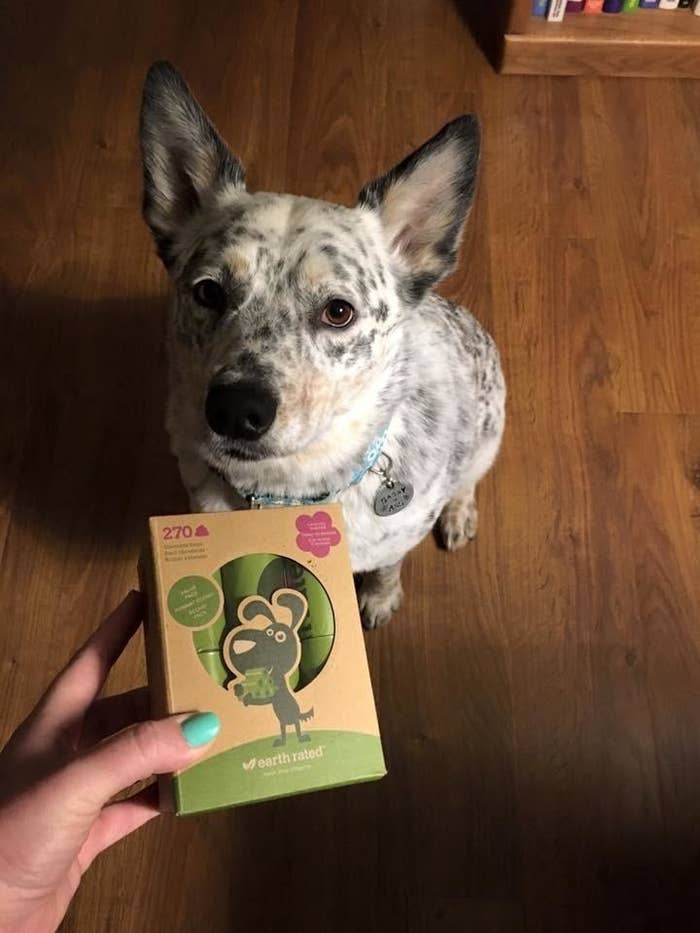 a reviewer holding the box of poop bags in front of a white and black dog