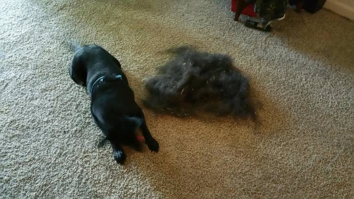 a reviewer photo of a small dark dog next to a dog-sized pile of dark hair that was removed from the carpet