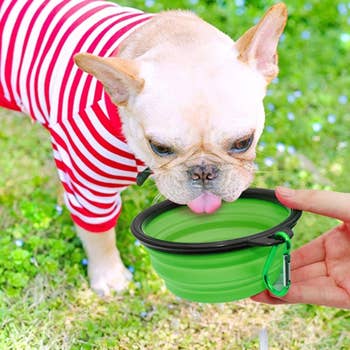 a dog drinking from the green bowl