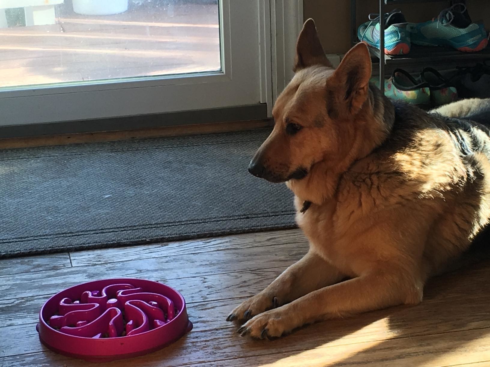 a reviewer photo of a German Shepherd laying with the large pink slow feeder bowl