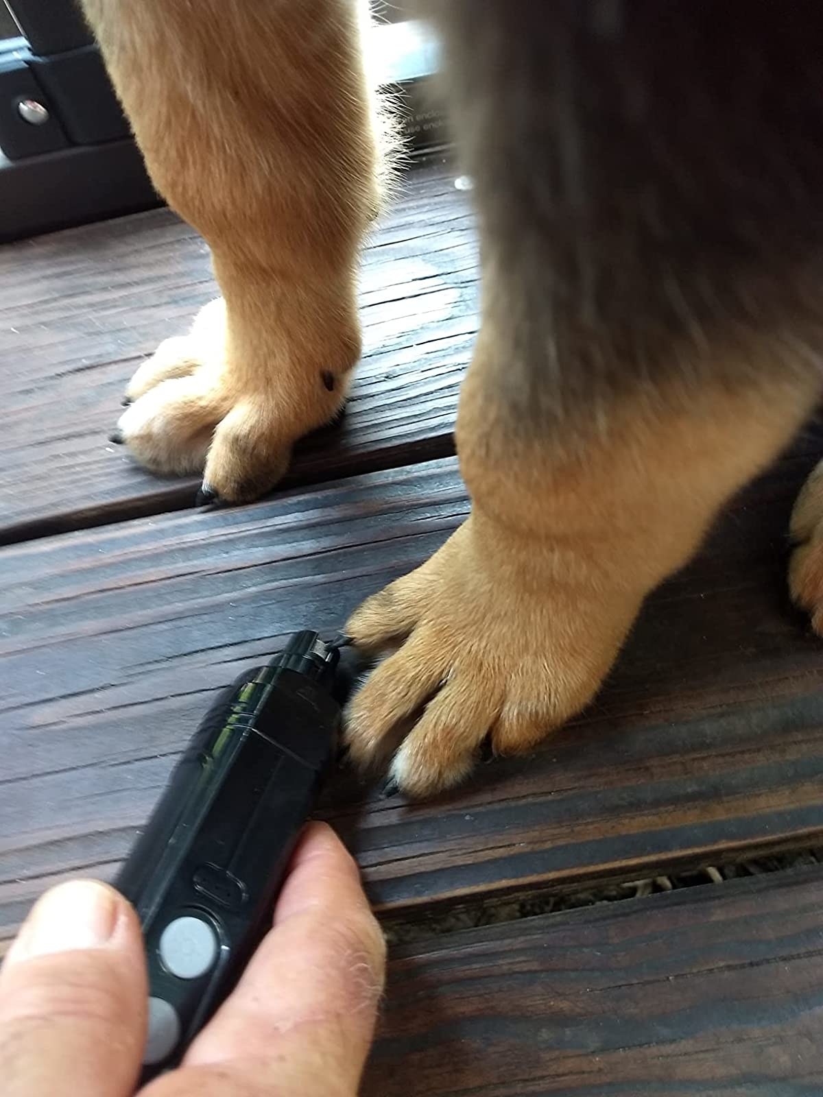 a reviewer photo of the black grinder being held against the nails of a dog with tan paws