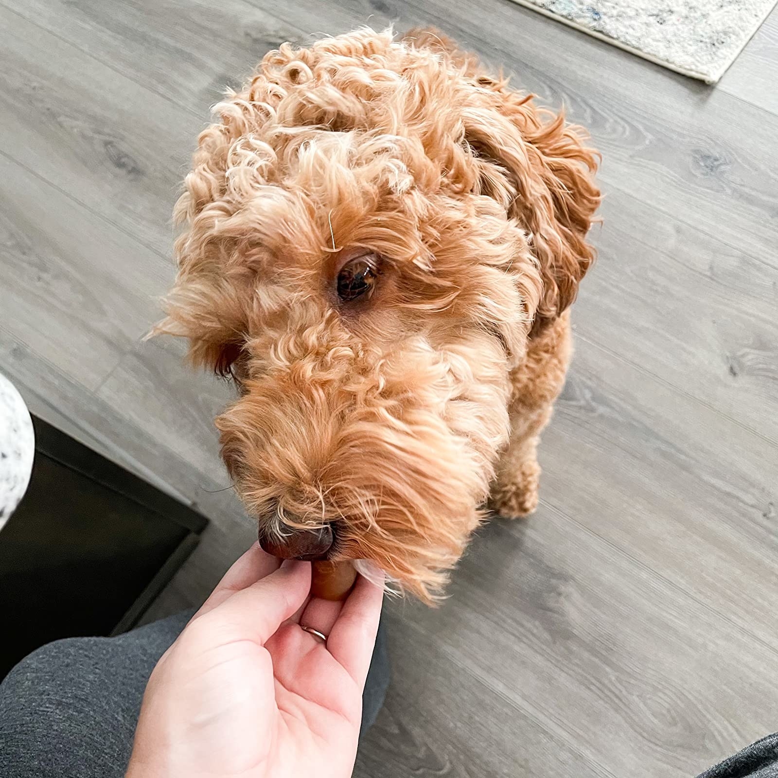 a reviewer photo of a golden dog eating one of the treats