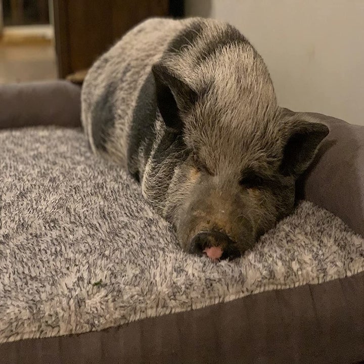 a reviewer photo of a speckled pig sleeping on the brown and grey bed
