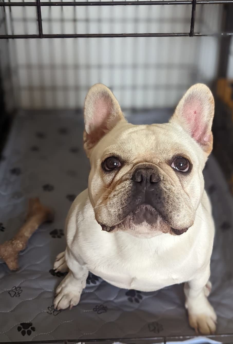 a reviewer photo of a white French bulldog sitting on the reusable pad in a crate