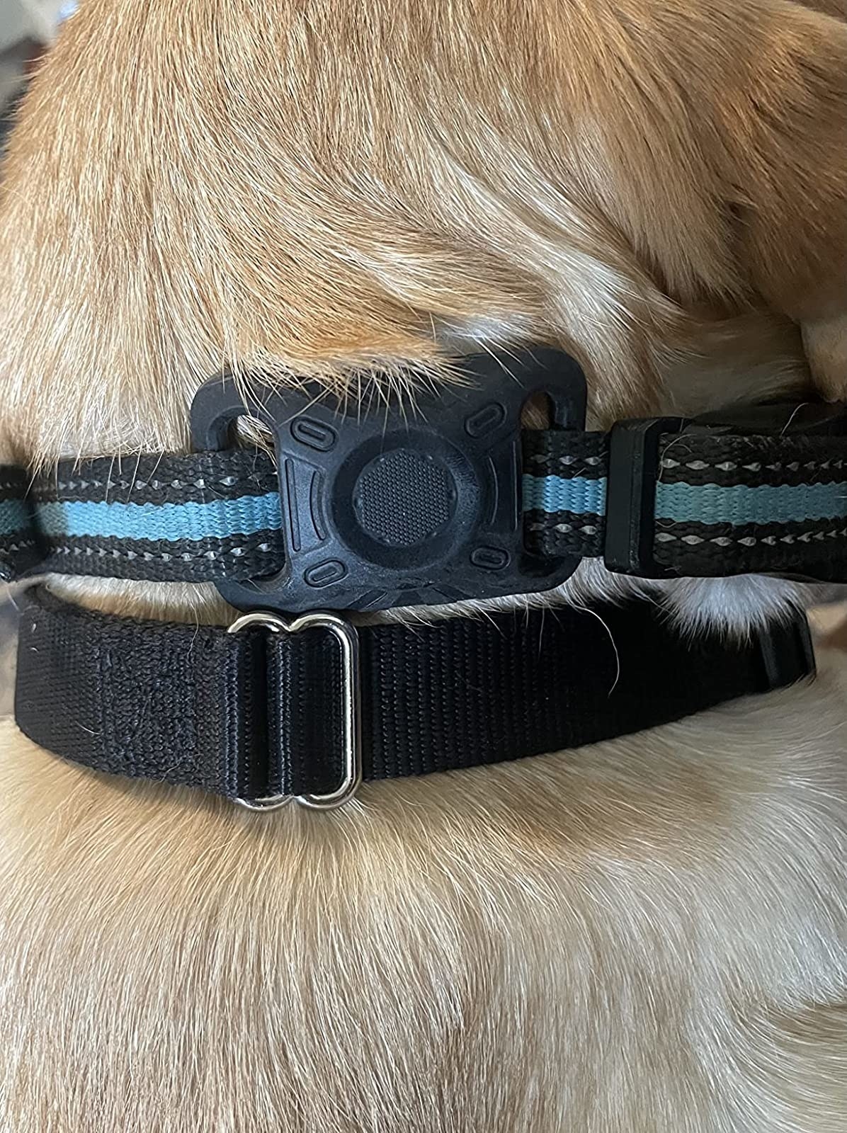 a reviewer photo of the black plastic holder attached to a yellow dog&#x27;s blue and black collar