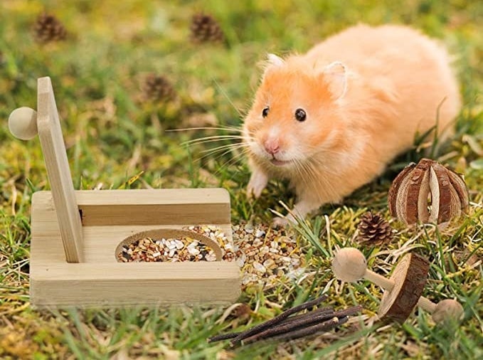 a photo of a golden hamster with one of the bamboo toys filled with food