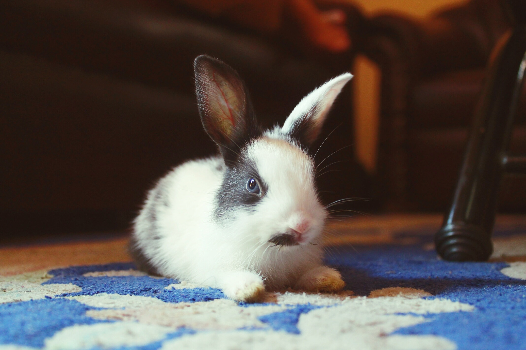 a bunny rabbit on a rug