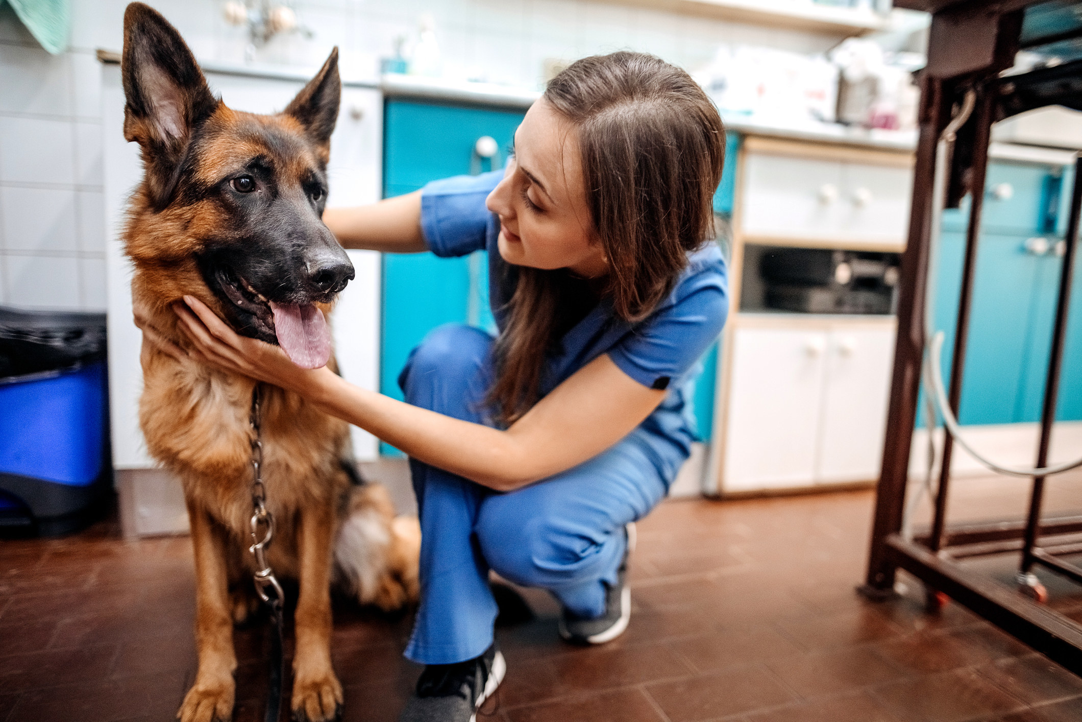 a vet petting a dog