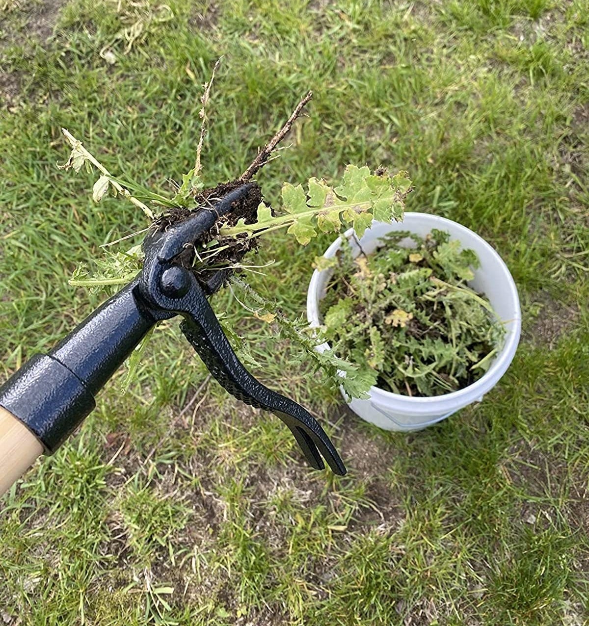 a reviewer photo of the tool holding a weed above a large bucket of weeds