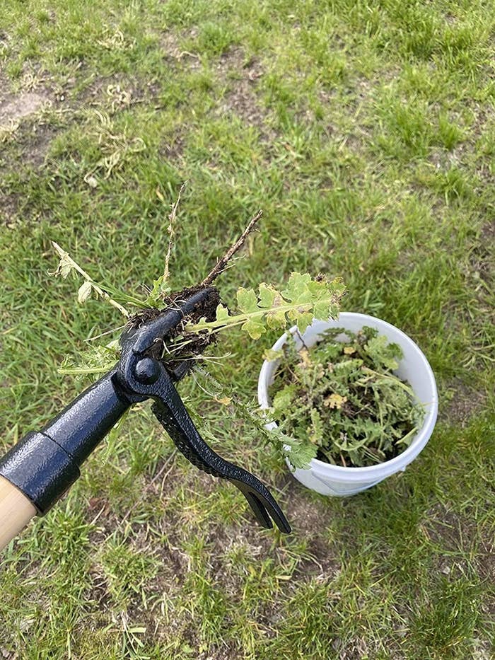 a reviewer photo of the tool holding a weed above a large bucket of weeds