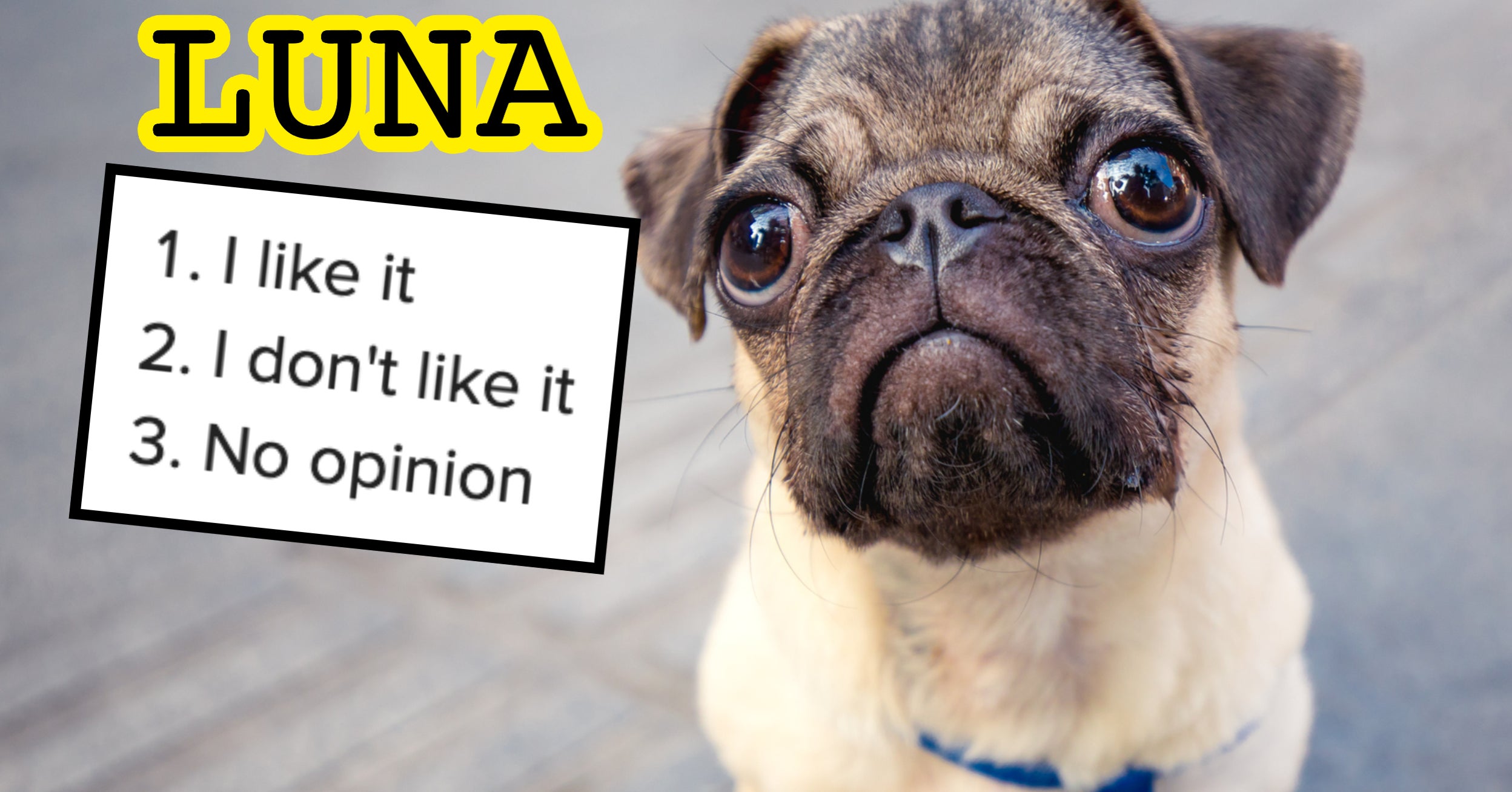 Here Are Some Of The Most Common Dog Names — I Wanna Know Which Ones You Actually Like