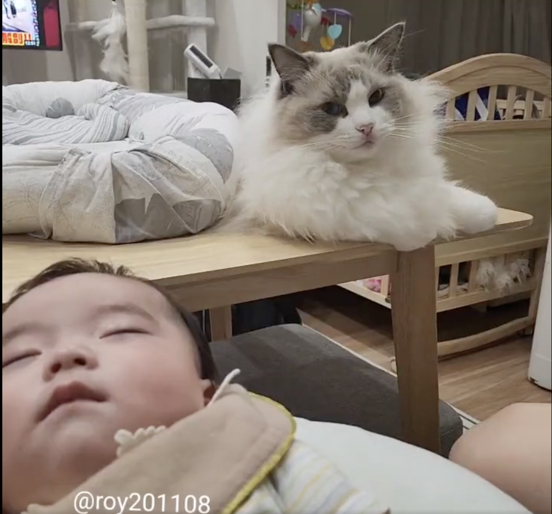 赤ちゃんが大好きなお兄ちゃん猫 寝る直前にとったまさかの行動に 尊いです