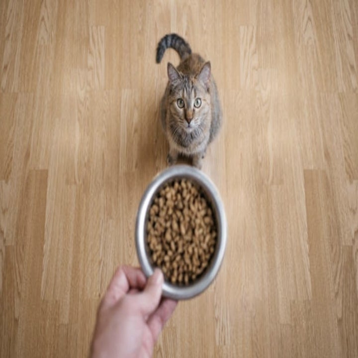 cat food being given to a cat